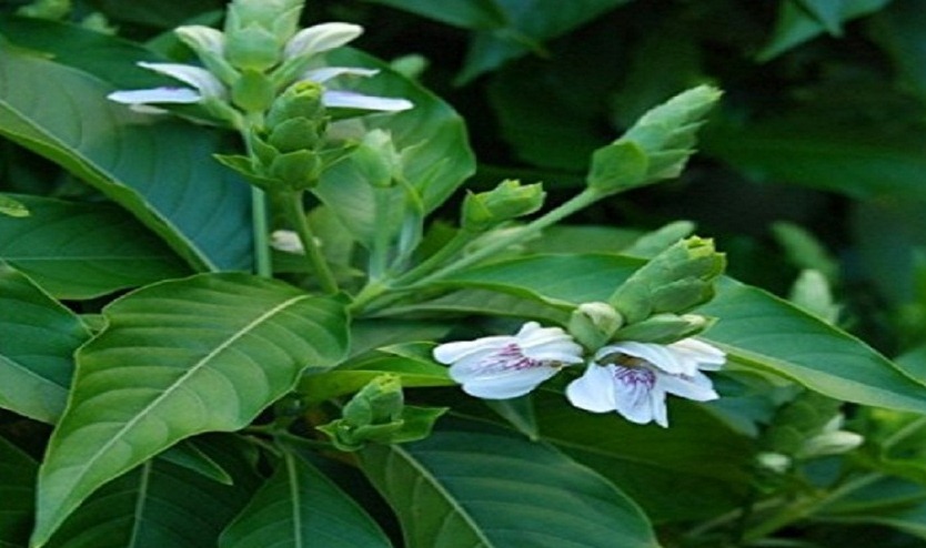 Adulsa plant