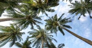 coconat trees