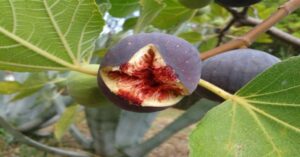 fig frut
