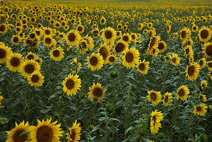 Sunflower Production