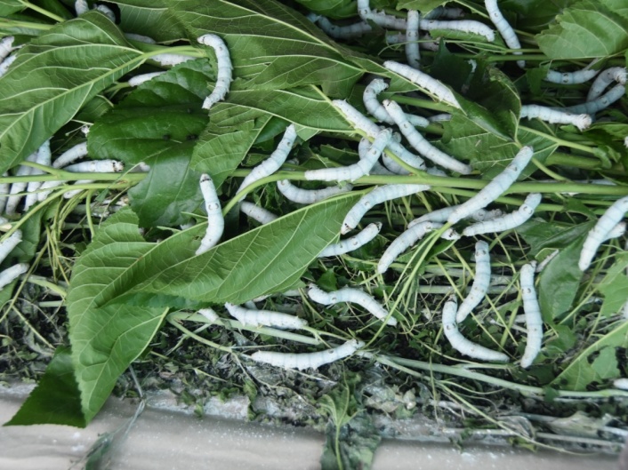Cultivation of silk