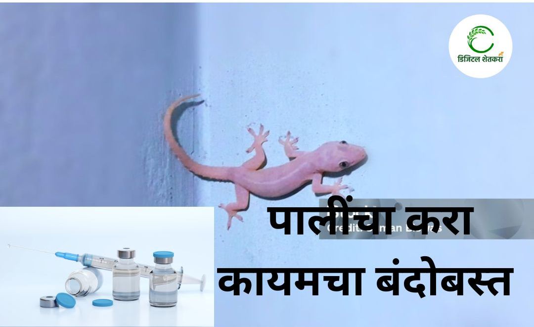 Lizards or Chipkali
