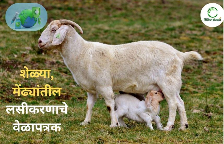 Livestock Vaccination